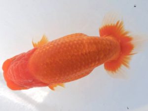 二歳会　取締二　田中孝俊　八戸市