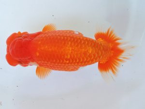 二歳会　東大関　杉浦憲治　飯田