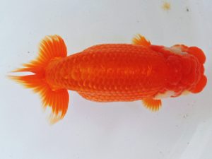 二歳会 東勧進元　伊藤孝広　犬山