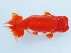 二歳会 西勧進元　濱田英明　和歌山第11位　小串章生