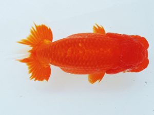 二歳会 行司一　川口 功　尾張