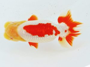 二歳会 行司二　小早川義幸　半田