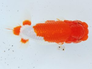 二歳会 東脇行司　林 達夫　一宮