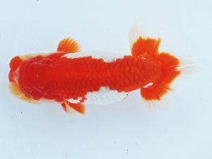 二歳会 西脇行司　鈴木克己　静岡