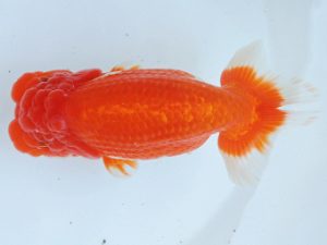 二歳会　西大関　高津晴彦　可児