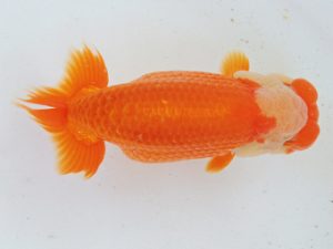 二歳会 東関脇　高津晴彦　可児