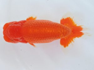 二歳会 東小結　小早川義幸　半田