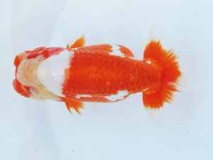 二歳会 西小結　林 達夫　一宮