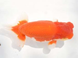 楽友らんちう会　二歳会　1位　稲村俊明