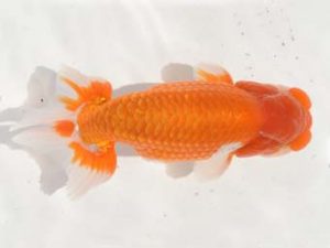 楽友らんちう会 10位　菅原康夫