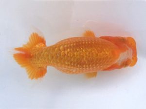 楽友らんちう会　研究会　第一位　矢ケ崎伸司