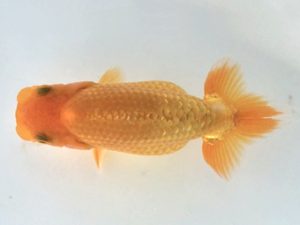 楽友らんちう会　研究会　第二位　吉川宗夫