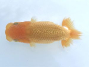 楽友らんちう会　研究会　第三位　七尾好之