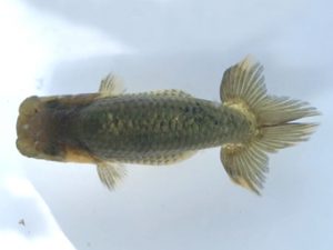 楽友らんちう会　研究会　第四位　矢ケ崎伸司