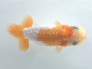 楽友らんちう会　研究会　第五位　木村文夫