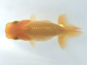 楽友らんちう会　研究会 第7位　田中　淳