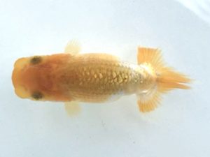 楽友らんちう会　研究会 第8位　田中　淳