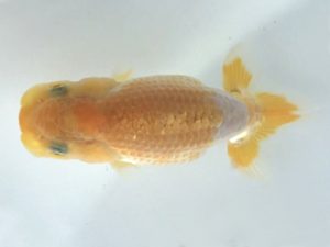 楽友らんちう会　研究会 第9位　中茎吉幸