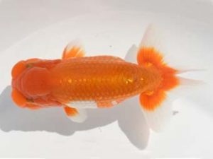 楽友らんちう会 11位　高橋節夫