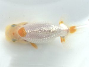 楽友らんちう会　研究会 第11位　小串章生