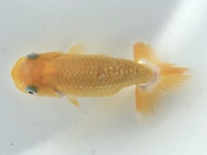 楽友らんちう会　研究会 第12位　神尾賢一