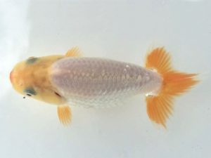 楽友らんちう会　研究会 第13位　目黒康弘