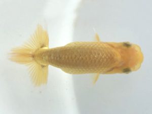 楽友らんちう会　研究会 第14位　神尾賢一