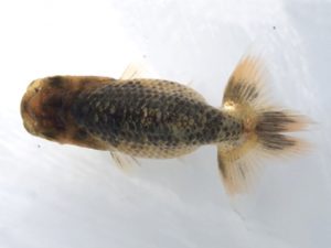 楽友らんちう会　研究会 第15位　山田隆夫