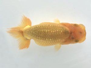 楽友らんちう会　研究会 第16位　田中　淳