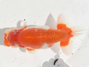 楽友らんちう会 13位　佐藤昌央