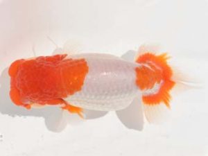 楽友らんちう会 14位　吉川宗夫