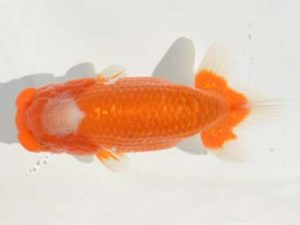 楽友らんちう会 15位　大久保義彰