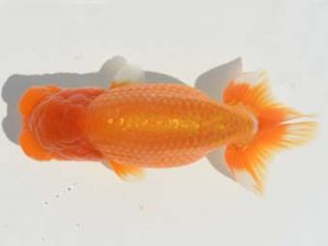 楽友らんちう会 16位　山岡　仁