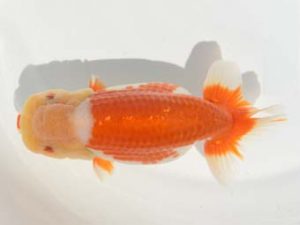 楽友らんちう会　二歳会　2位　山内厚司