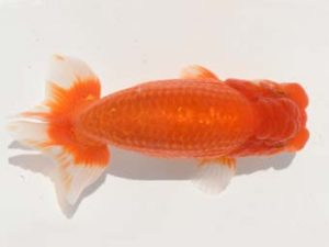 楽友らんちう会　二歳会　4位　石田直樹