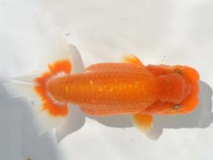 楽友らんちう会　二歳会　5位　矢ヶ崎伸司