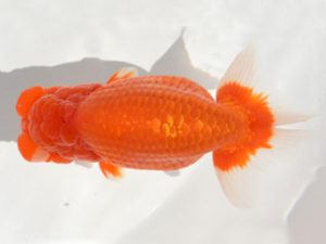 楽友らんちう会 6位　稲村俊明