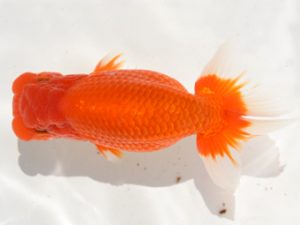 楽友らんちう会 7位　稲村俊明