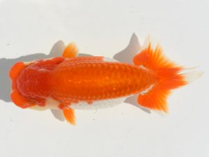 楽友らんちう会 9位　杉本晃章