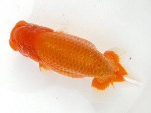 弐歳会　東大関　中村健一　さいたま