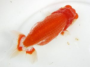 弐歳会　西大関　吉岡眞一　瑞穂