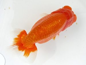 弐歳会　立行司　今井孝徳　川越