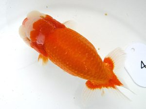 弐歳会　取締一　斎藤嘉津雄　さいたま