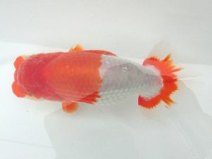 津島愛錦クラブ　二歳会　東大関　吉村明治　名古屋市