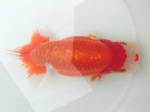 津島愛錦クラブ　二歳会　西大関　山田重夫　愛西市