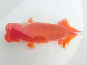 津島愛錦クラブ　二歳会　立行司　石丸満春　愛西市