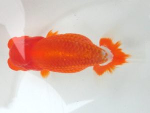 津島愛錦クラブ　二歳会　東取締　吉村明治　名古屋市