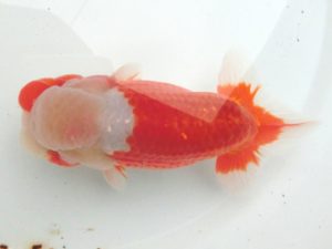 津島愛錦クラブ　二歳会　西取締　石丸満春　愛西市