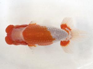 山梨錦城会　二歳会　西大関　小山徹志