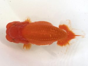 山梨錦城会　二歳会　立行司　浅川武信